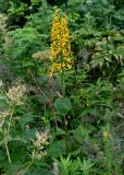 Ligularia fischeri