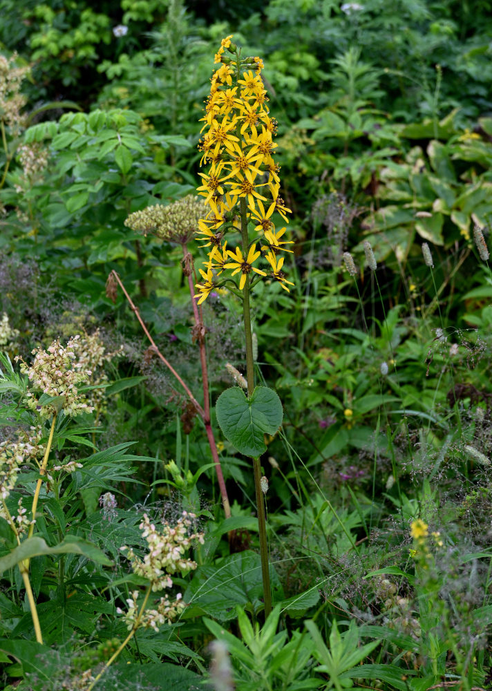 Изображение особи Ligularia fischeri.