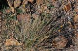 Cladanthus scariosus. Отплодоносившее и цветущее растение. Марокко, обл. Марракеш - Сафи, хр. Высокий Атлас, перевал Тизи-н'Тишка, ≈ 2000 м н.у.м., осыпающийся каменистый склон. 01.01.2023.
