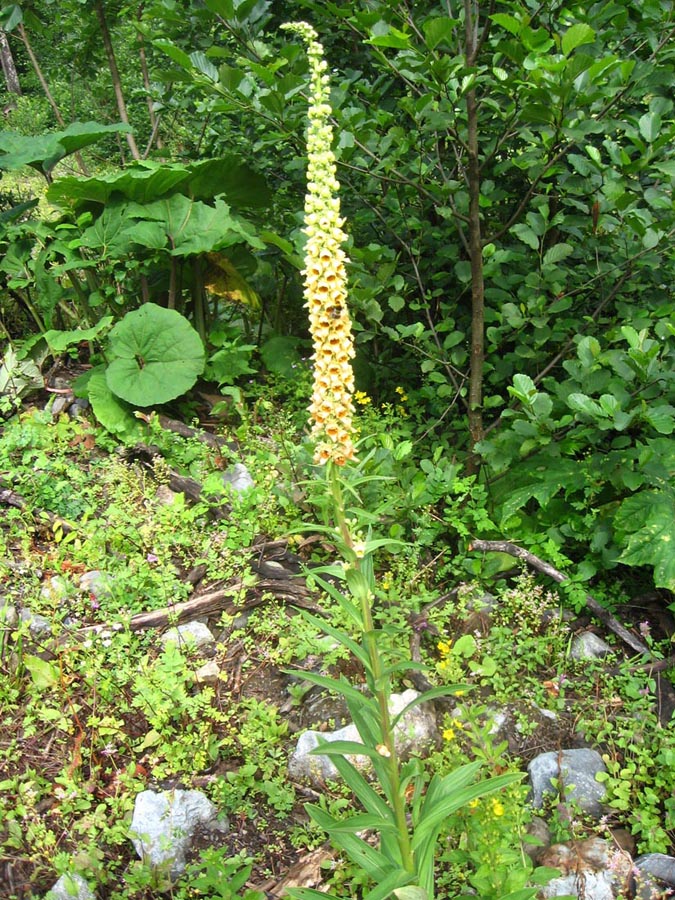 Image of Digitalis schischkinii specimen.