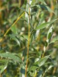 genus Salix. Побег. Нижегородская обл., Володарский р-н; р. Ока, берег о. Мещёрский, заросли Salix. 16.09.2023.