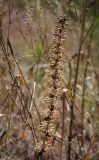 Dracocephalum thymiflorum. Верхушка высохшего плодоносящего побега. Пермский край, г. Пермь, Индустриальный р-н, разнотравный луг. 04.08.2023.