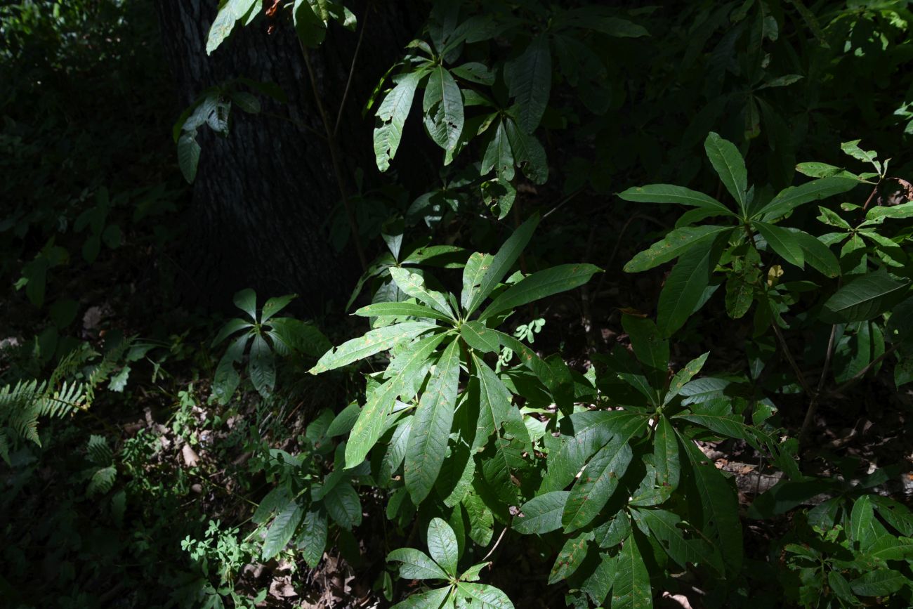 Image of Rhododendron luteum specimen.