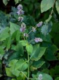 Salvia verticillata