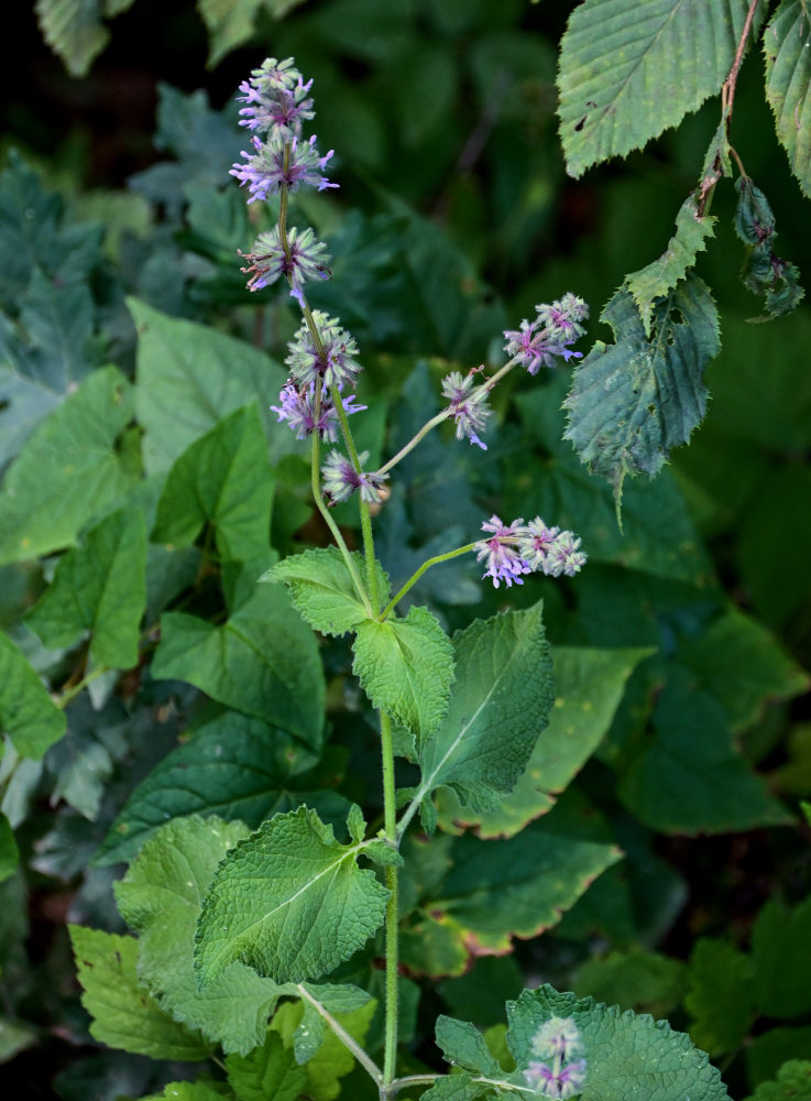 Изображение особи Salvia verticillata.