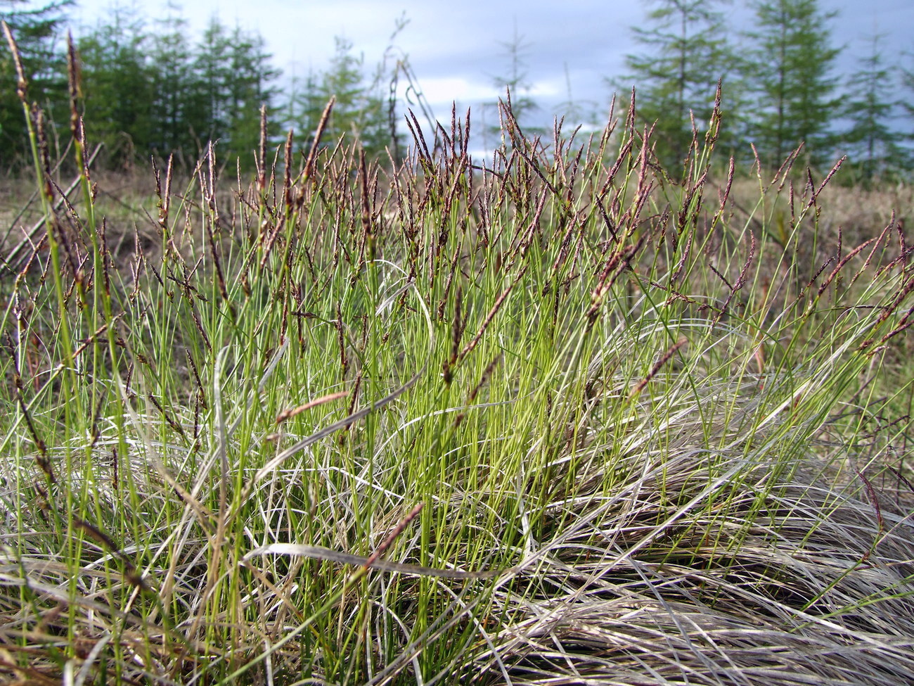 Image of Carex vanheurckii specimen.