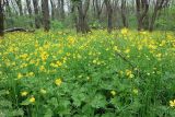 Ranunculus constantinopolitanus