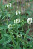 Trifolium montanum