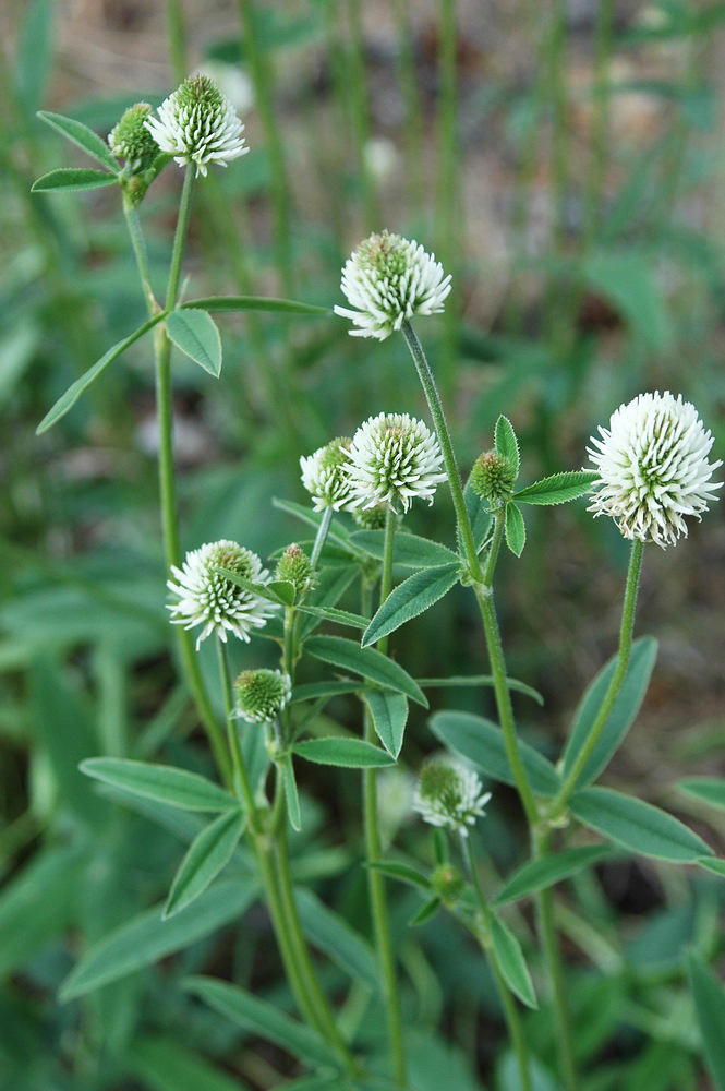 Изображение особи Trifolium montanum.