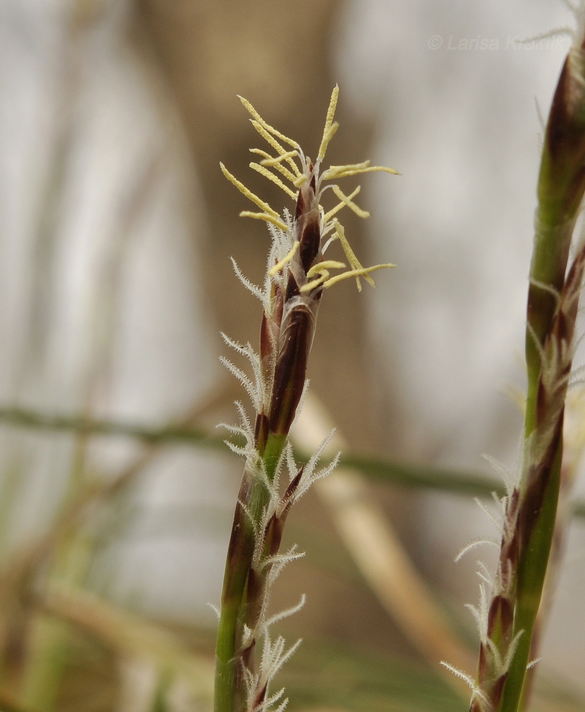 Изображение особи род Carex.