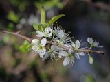 Prunus spinosa. Верхушка цветущей веточки. Кавказ, Сочинский р-н, Лазаревское, лесополоса. 10.04.2024.