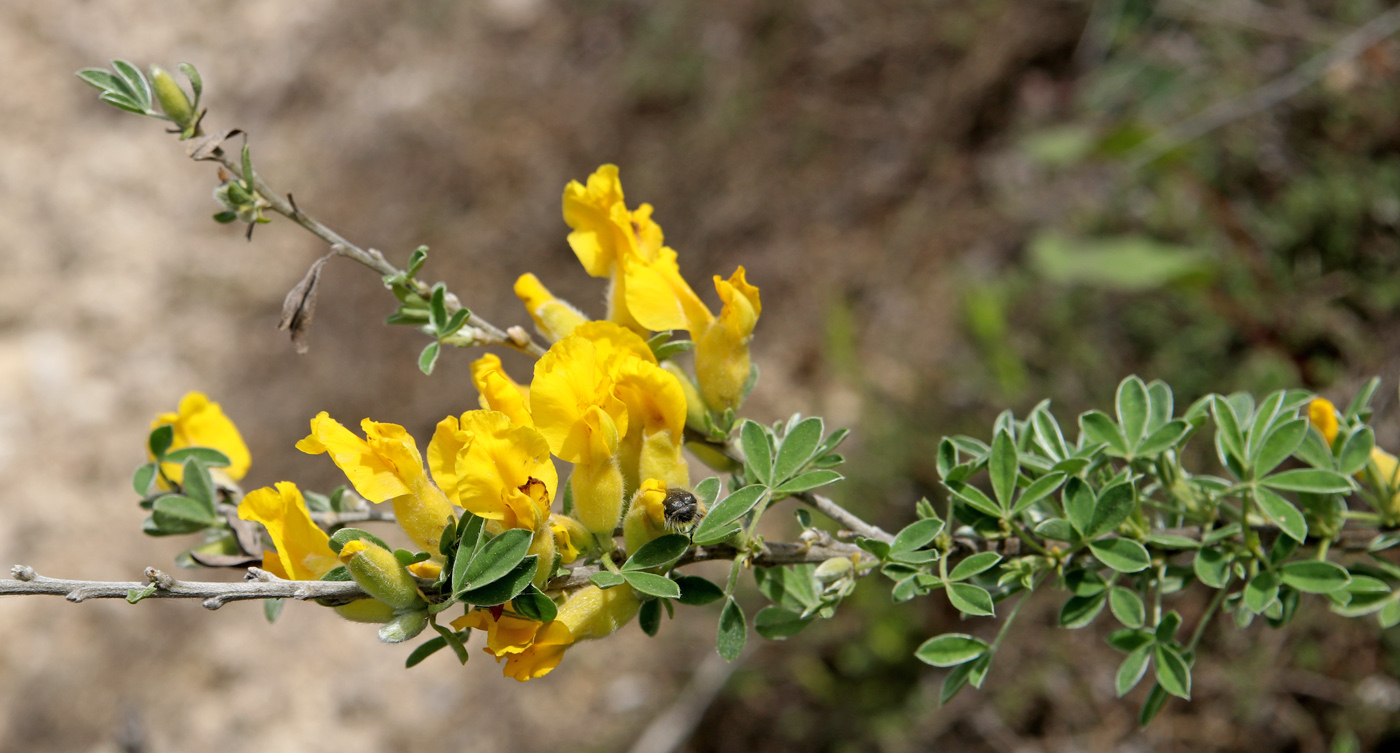 Изображение особи Chamaecytisus ruthenicus.