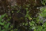 Galium davuricum