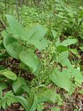 Veratrum dolichopetalum