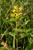 Lysimachia vulgaris. Верхушка цветущего растения. Ростовская обл., Октябрьский р-н, окр. станицы Красюковская, пойма р. Грушевка. Середина июля2006 г.