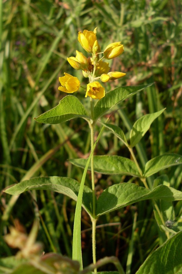 Изображение особи Lysimachia vulgaris.