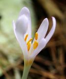 Colchicum umbrosum. Цветок. Кавказ, Сочинский р-н, Лазаревское, Нижний сад ВИЗР, 30 сентября 2005 г.