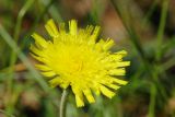 Pilosella officinarum