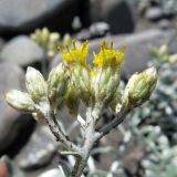 Cladochaeta candidissima. Общее соцветие. Дагестан, Ахтынский р-н, с. Ахты, дол. р. Ахтычай (правый приток р. Самур), илистая отмель. 05.08.2024.