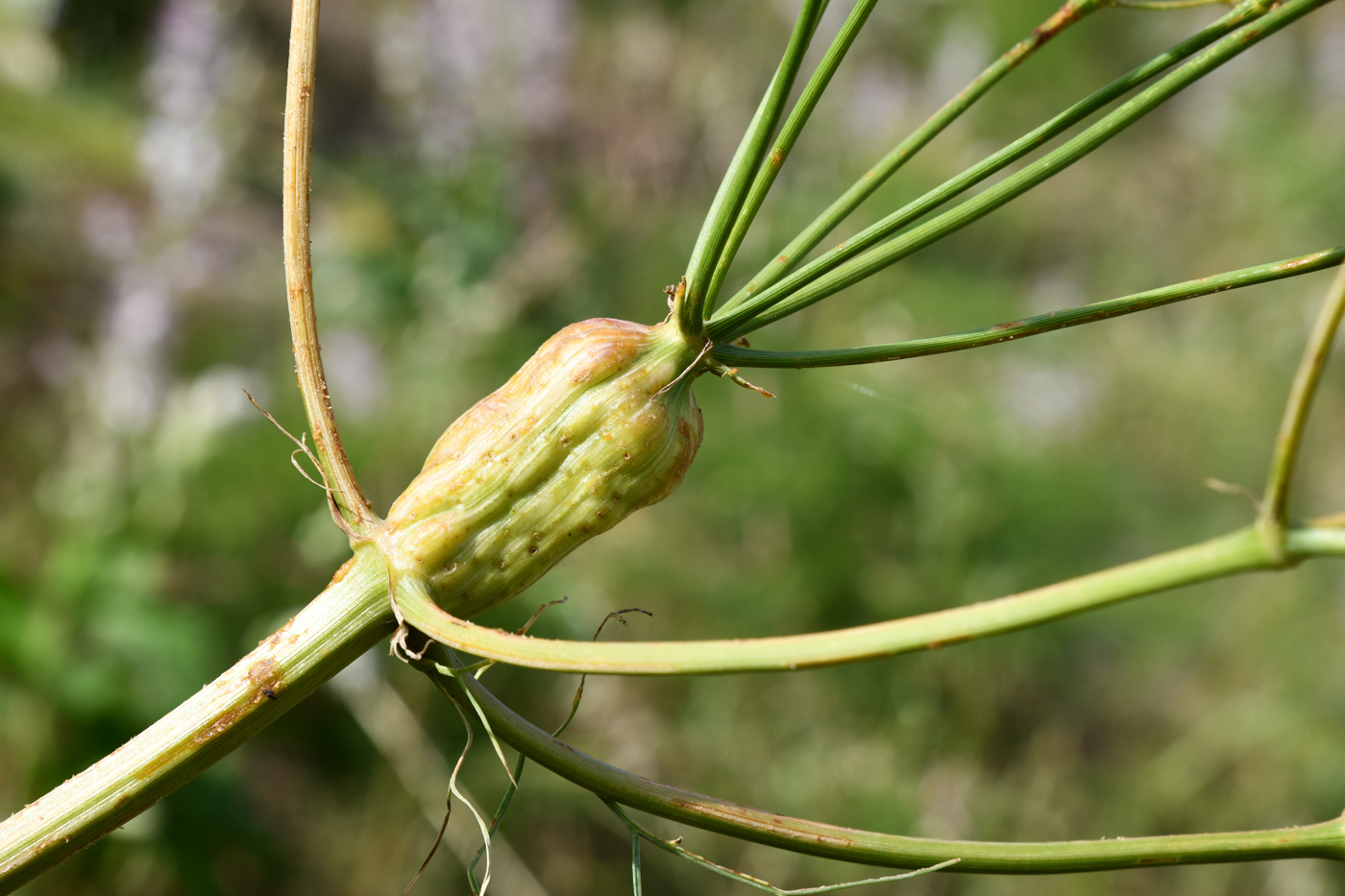 Image of Prangos pabularia specimen.