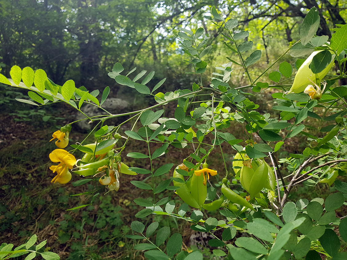 Изображение особи Colutea cilicica.