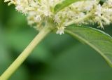 Reynoutria sachalinensis