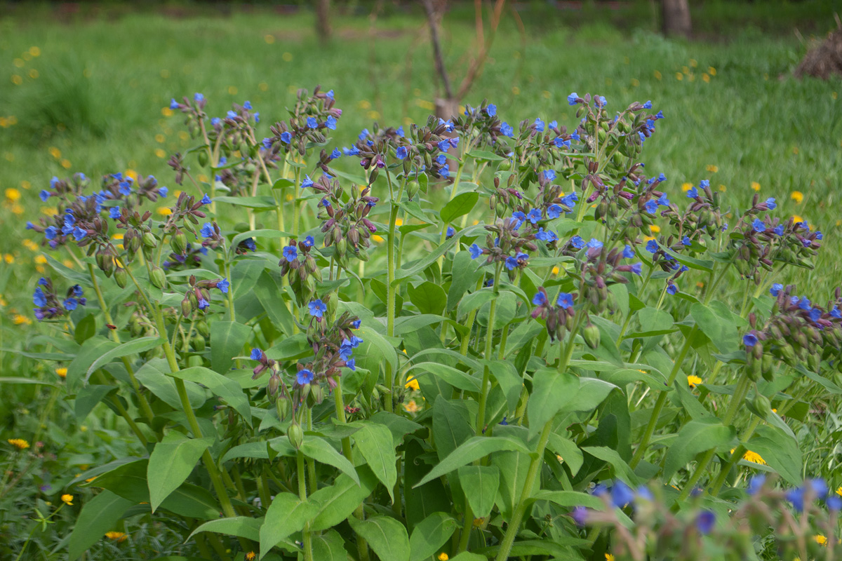 Изображение особи Pulmonaria mollis.