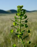 Euphorbia virgata