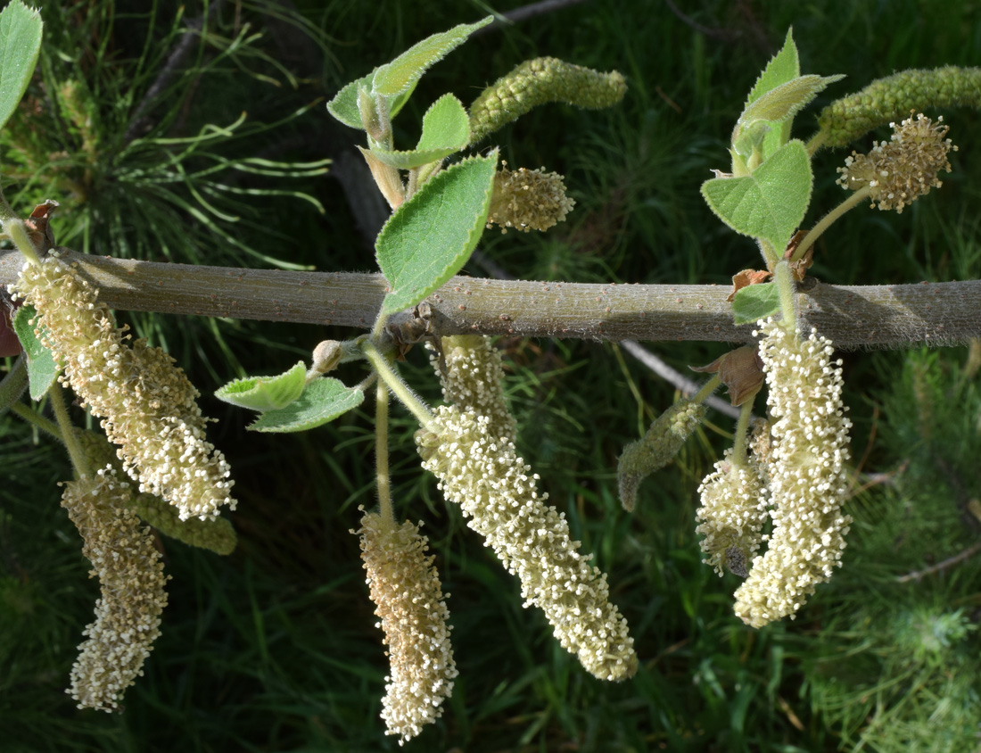 Изображение особи Broussonetia papyrifera.