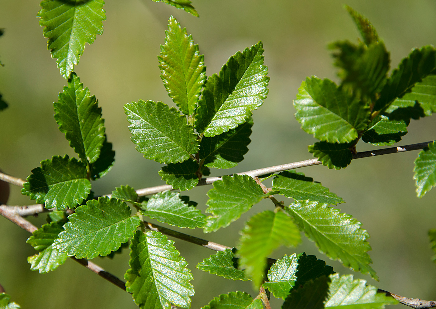 Image of Ulmus pumila specimen.