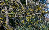 Cornus mas