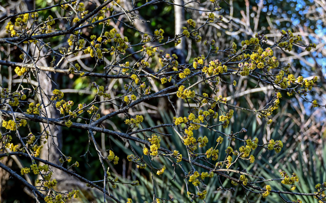 Изображение особи Cornus mas.