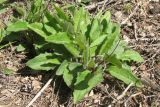 Hieracium sylvularum
