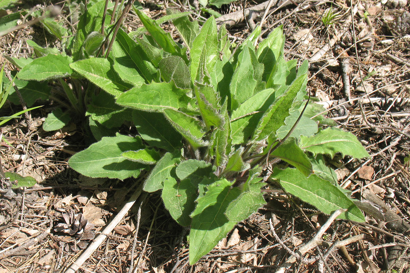 Image of Hieracium sylvularum specimen.