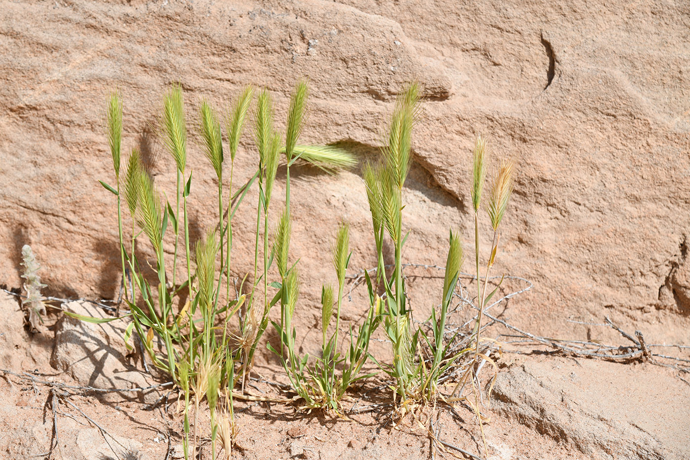 Image of Hordeum leporinum specimen.