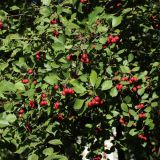 Crataegus submollis