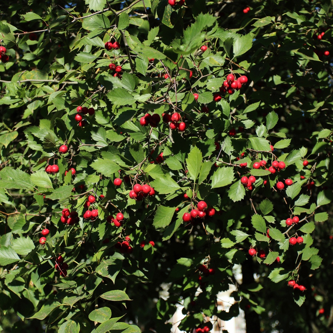 Image of Crataegus submollis specimen.