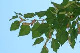 Tilia begoniifolia. Ветвь с плодами. Республика Абхазия, г. Сухум. 25.08.2009.