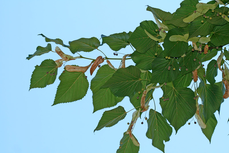 Image of Tilia begoniifolia specimen.