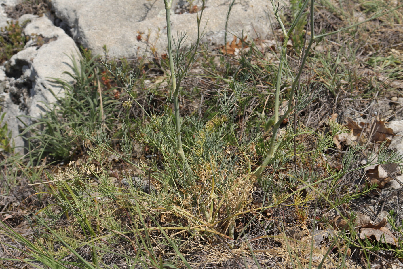 Image of Seseli varium specimen.