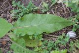 genus Verbascum