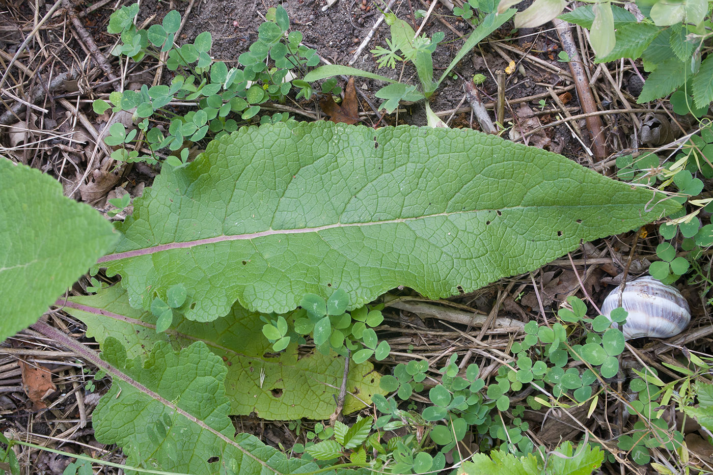 Image of genus Verbascum specimen.