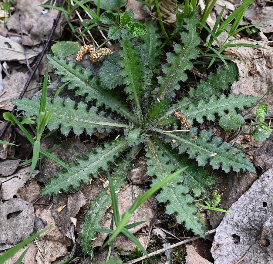 Image of Cirsium palustre specimen.