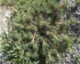 род Astragalus