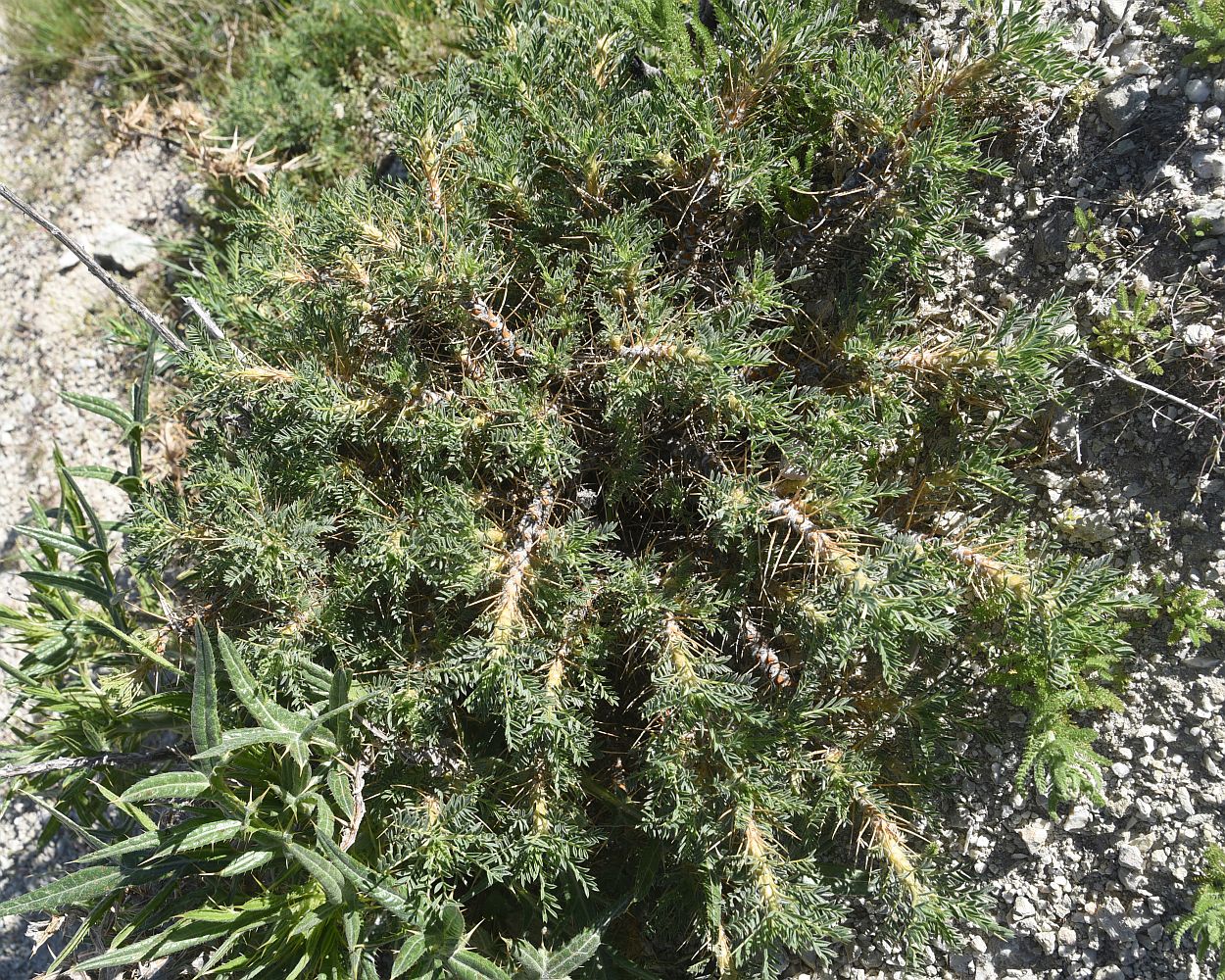 Изображение особи род Astragalus.