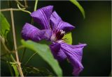 Clematis × jackmanii. Цветок с каплями росы. Московская обл., Раменский р-н, окр. дер. Хрипань, садовый участок. 27.07.2025.