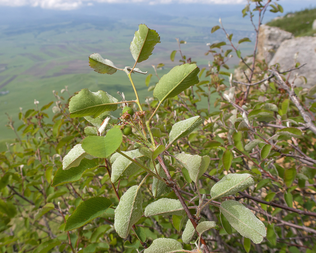Изображение особи Amelanchier ovalis.