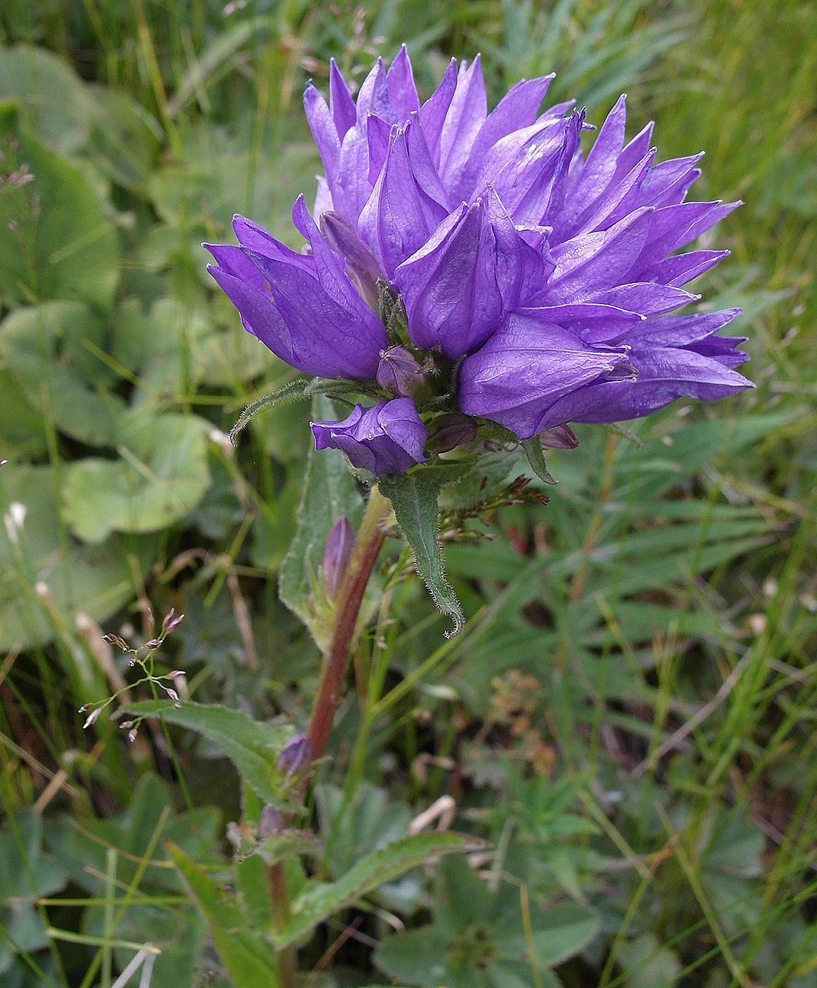 Изображение особи Campanula glomerata.