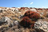 Rhodiola coccinea. Вегетирующее растение. Монголия, аймак Баян-Улгий, нац.парк Алтай-Таван-Богд, берег р. Цаган-Гол, ≈ 3000 м н.у.м. 11.08.2025.