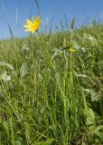 Tragopogon filifolius